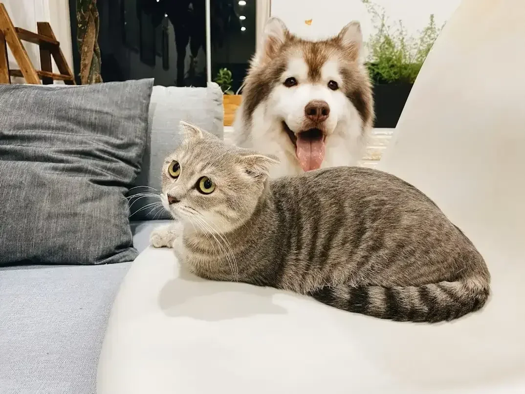 A grey tabby cat resting on a sofa with a husky behind it