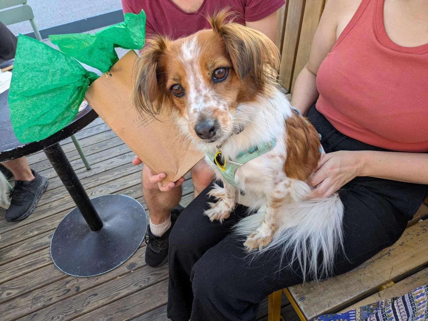 A small white and tan dog sitting on a person's lap beside a paper bag at an outdoor table