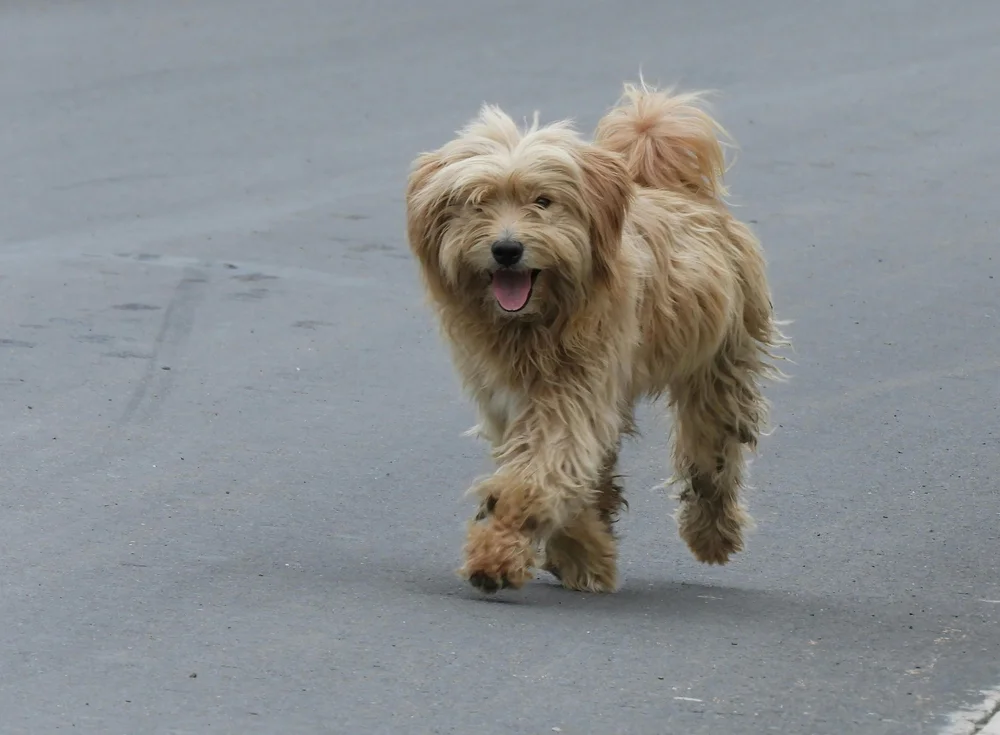 A small shaggy dog walking along a paved path
