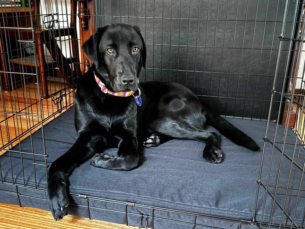 A black Labrador lying on a cushion inside an open crate