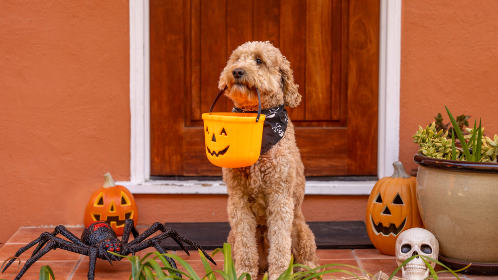 A curly-haired dog holding a pumpkin bucket beside Halloween decorations on a doorstep