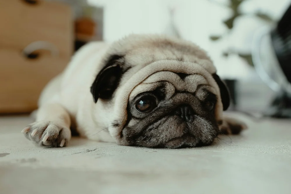 A pug resting its chin on the floor