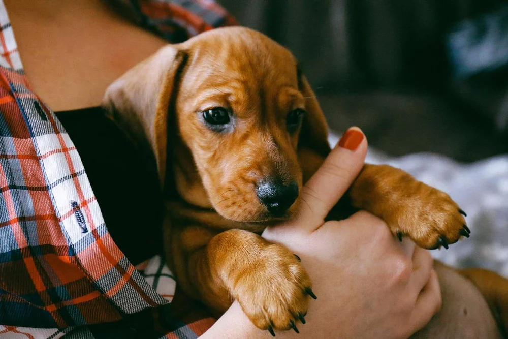 A person cradling a brown puppy in their arms
