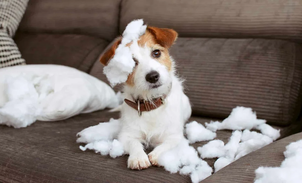 A small white-and-tan dog sitting on a sofa amid torn cushion stuffing