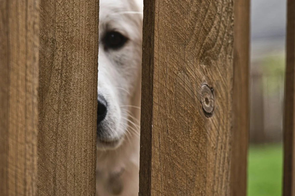 A dog peering through a narrow gap between wooden fence boards