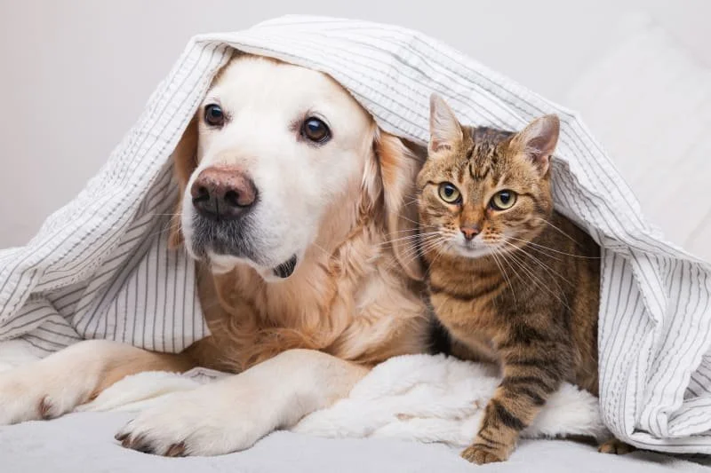A Labrador and tabby cat lying together beneath a striped blanket