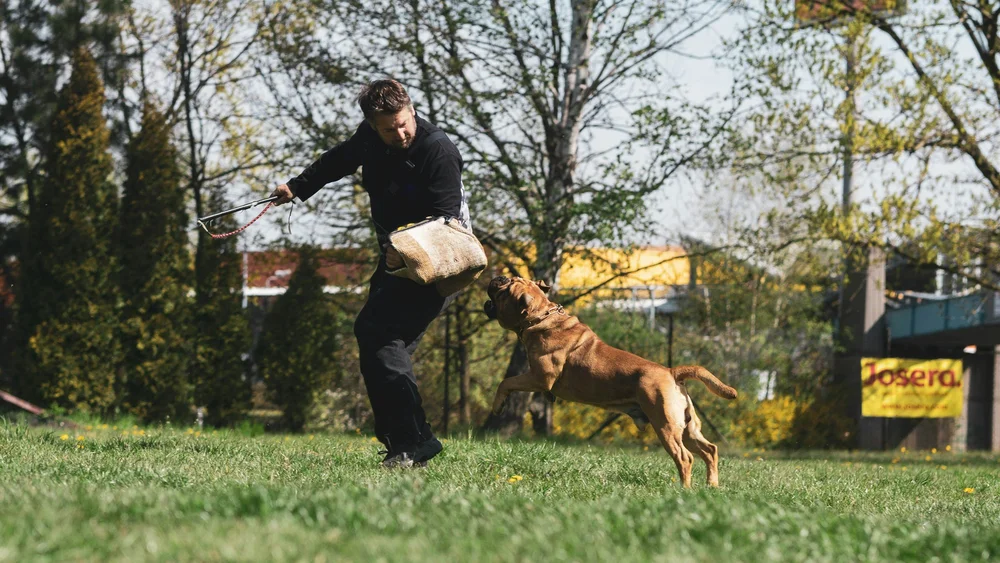 A person training a dog with a padded bite sleeve in a grassy area