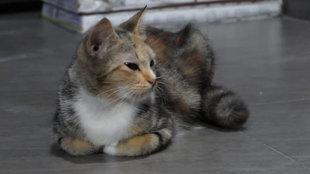 A tabby cat sitting on a tiled floor