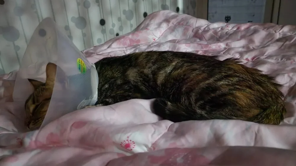A tabby cat curled up asleep on a pink bedspread