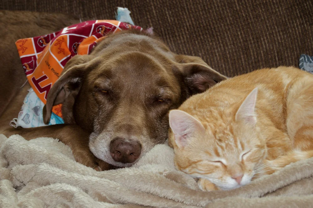 A brown dog and ginger cat sleeping side by side on a blanket