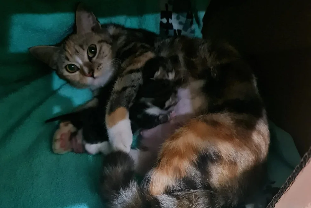 A tortoiseshell cat resting on a dark green blanket