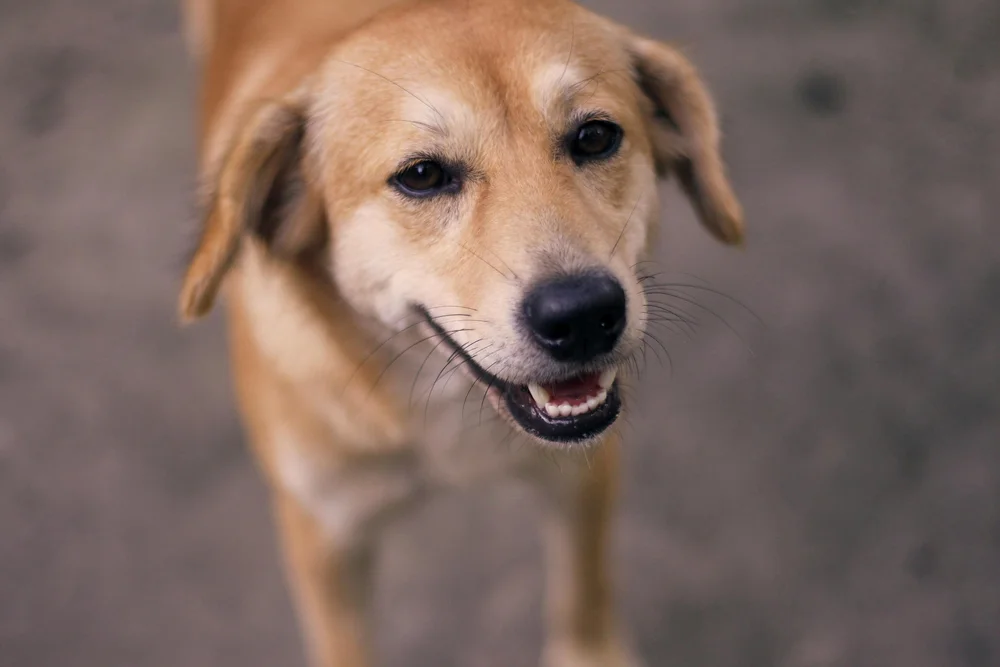 A golden dog looking towards the camera outdoors