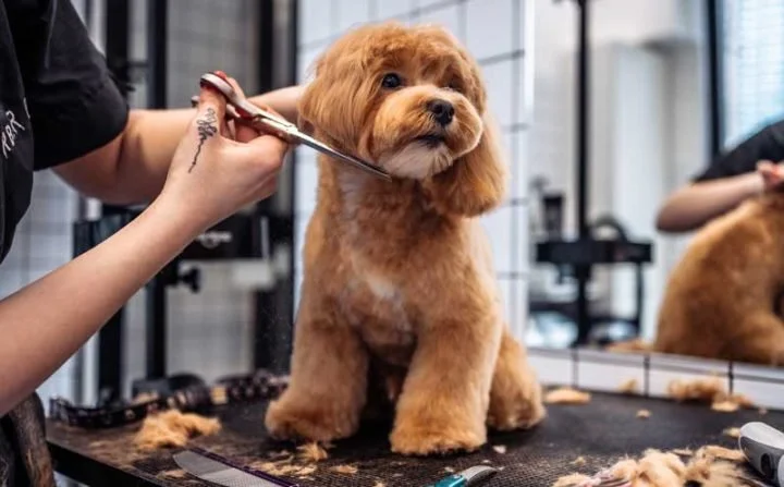 A groomer trimming the fur of a small curly-haired dog on a grooming table