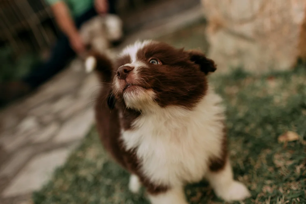 A small brown-and-white dog sitting on the grass