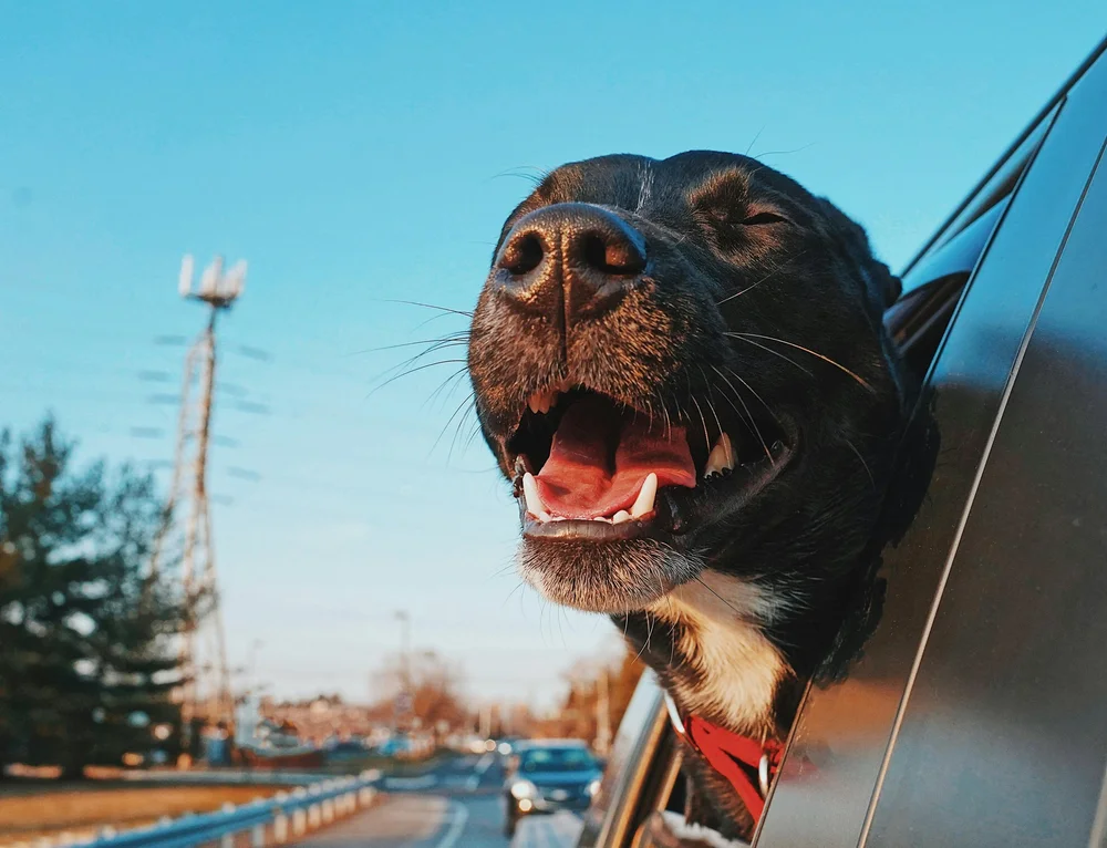 A brown dog leaning out of a car window