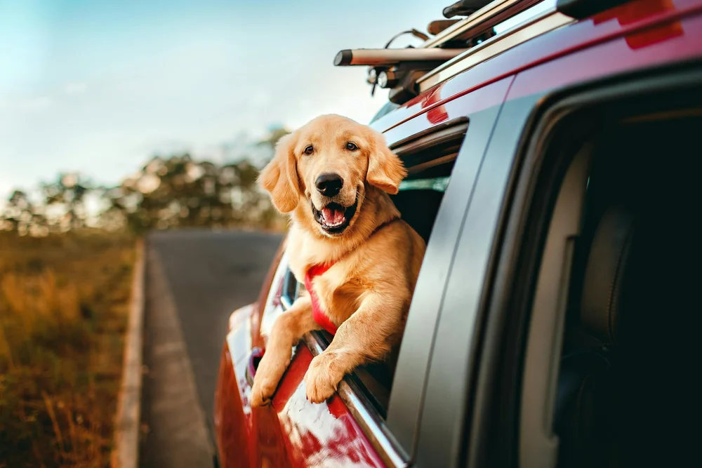 A golden dog leaning out of a car window beneath a surfboard on the roof