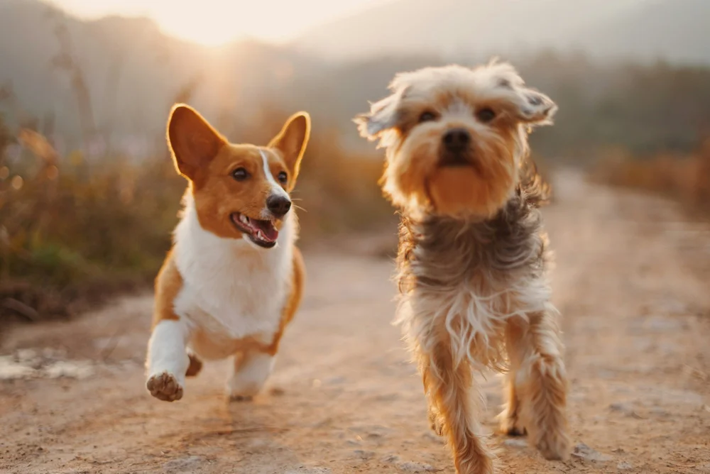 Two small dogs running together along a dirt path
