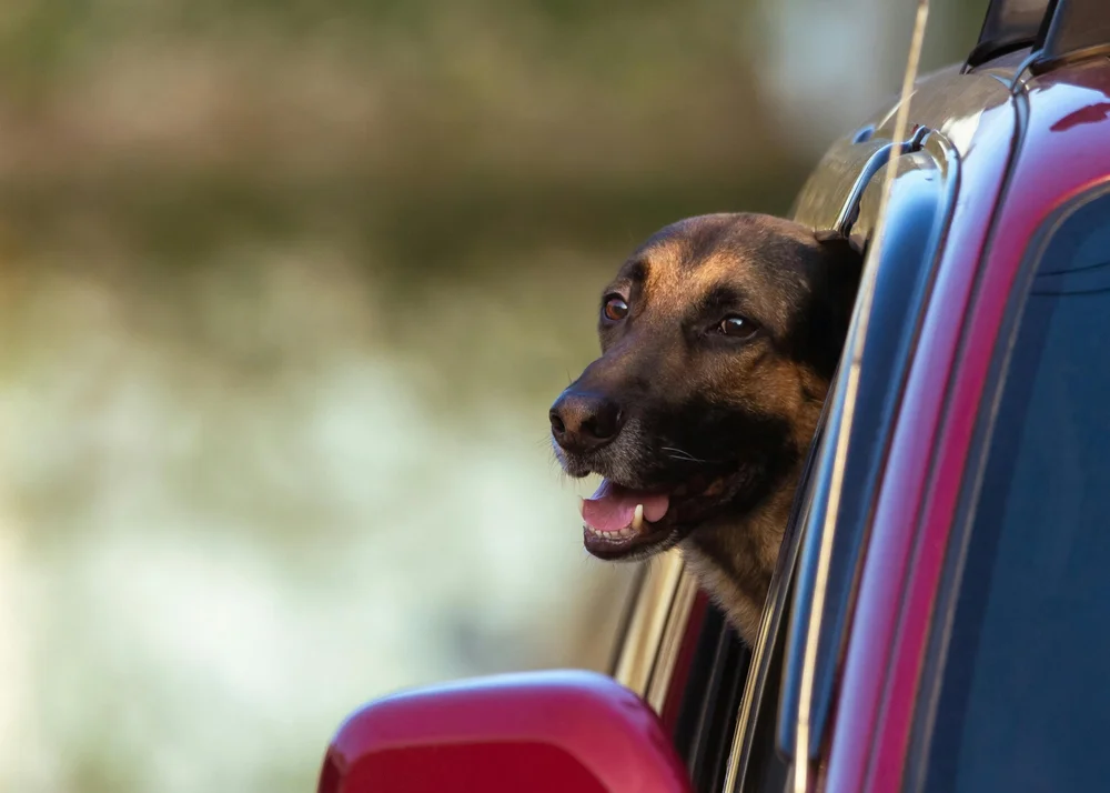A dog leaning out of the window of a red car