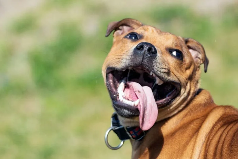 A tan dog tilting its head with its mouth open outdoors