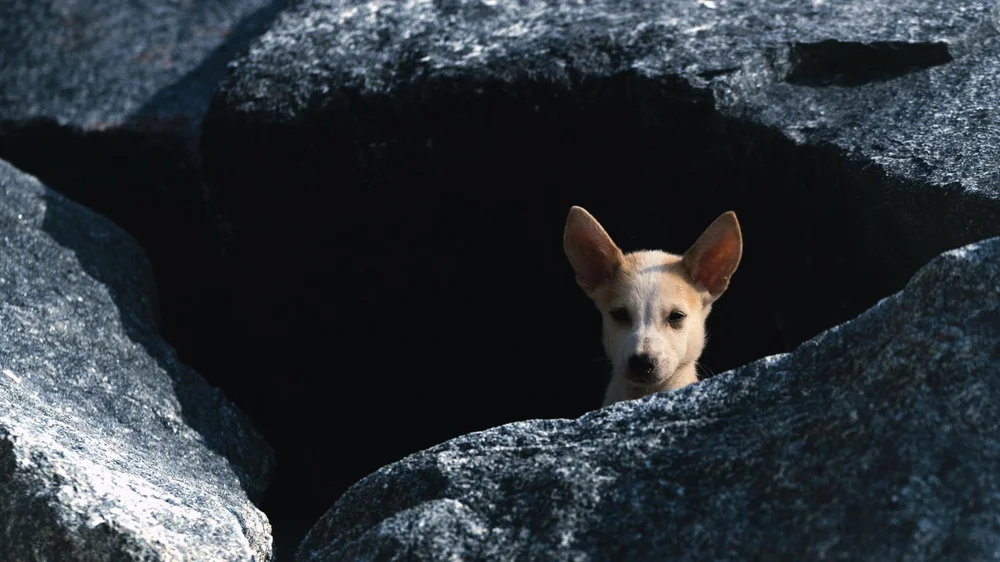A small dog peering from a gap between dark rocks