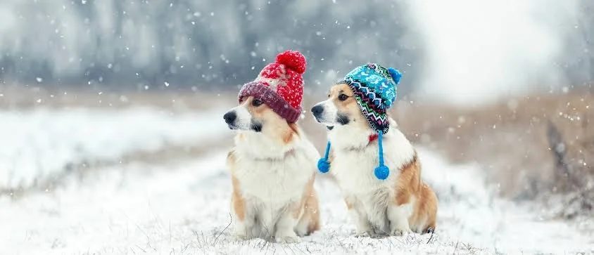 Two small dogs sitting in snow wearing colourful knitted hats