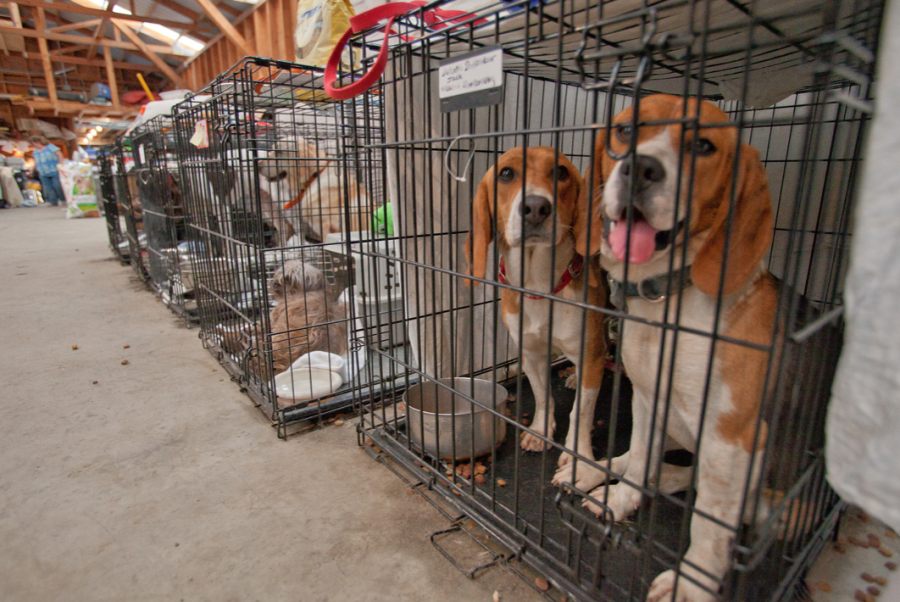 Dogs in crates lined up inside an animal shelter