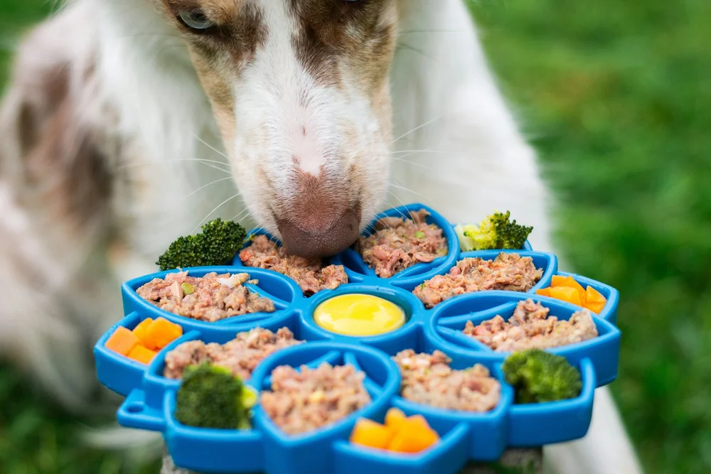 A dog eating from a blue enrichment feeder with separate food compartments