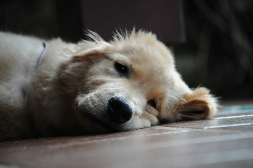 A dog lying on the floor with its head resting on its front paws