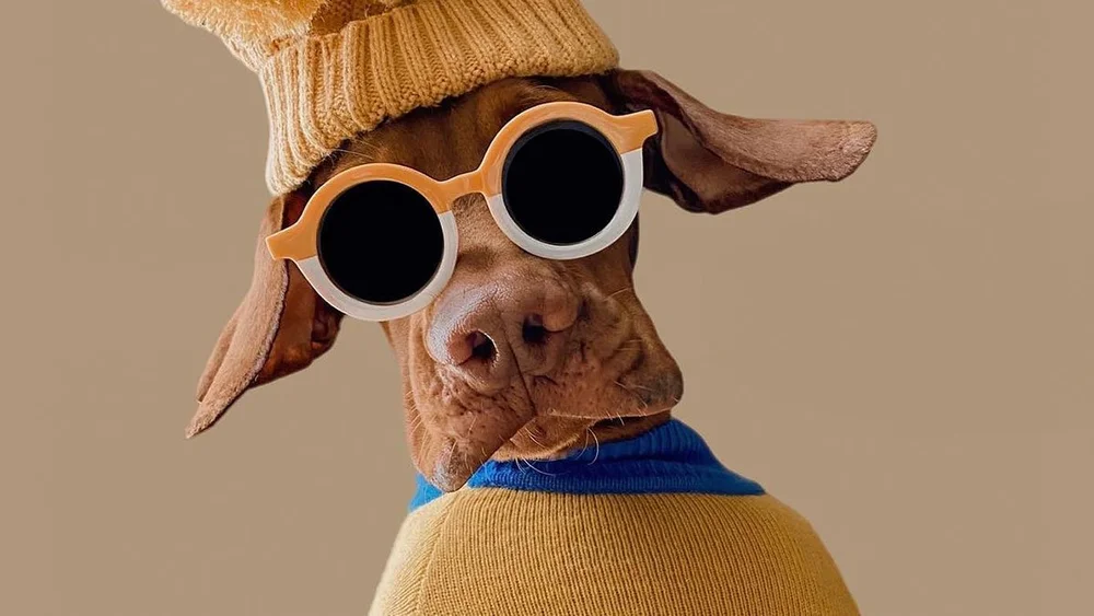 A dog wearing round sunglasses, a knitted hat and a jumper