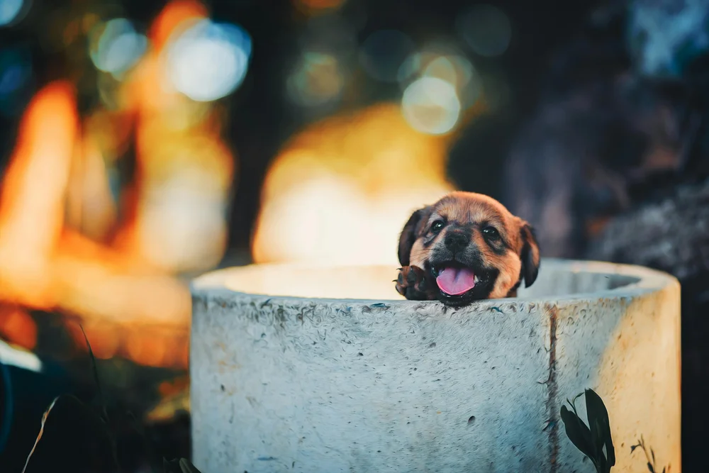 A small dog peeking over the edge of a concrete planter