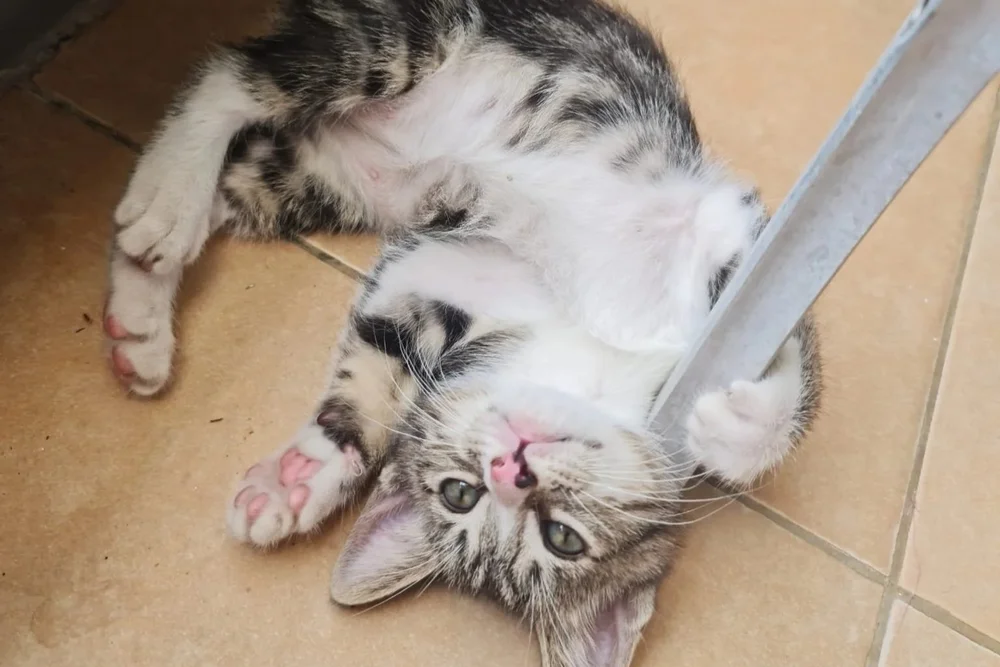 A kitten lying on its back beside a metal furniture leg