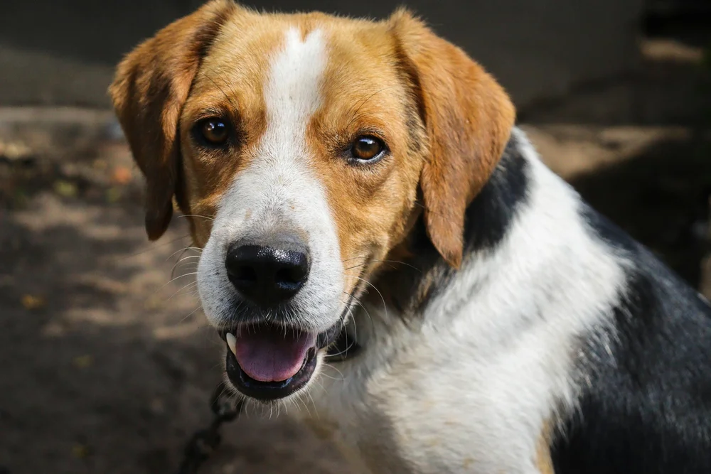 A brown-and-white dog looking towards the camera on a woodland path