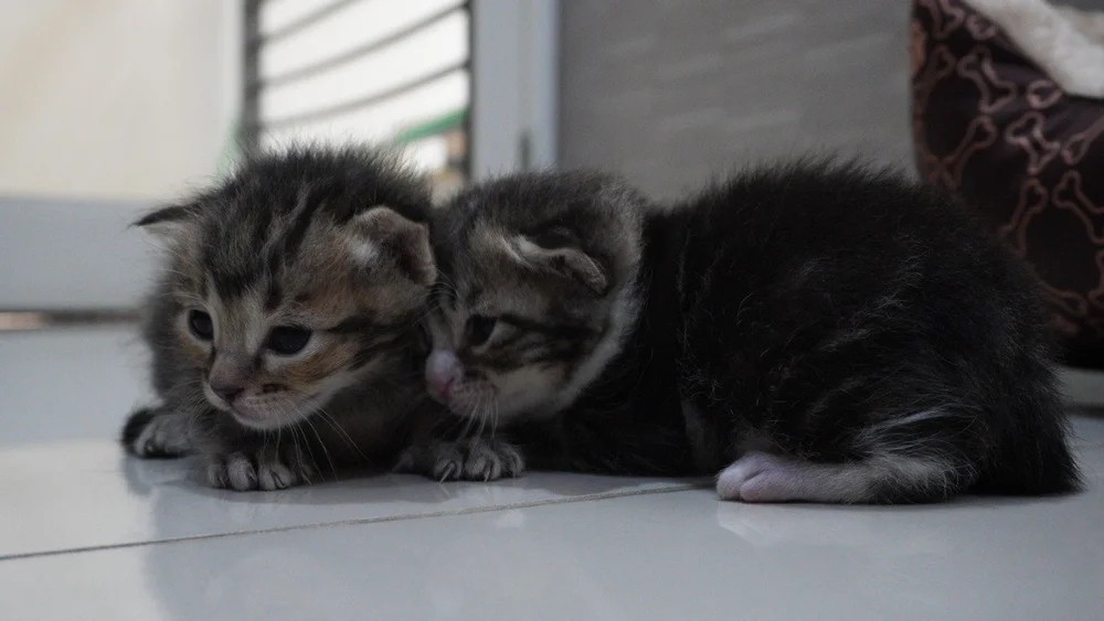 Two tabby kittens resting side by side on a tiled floor
