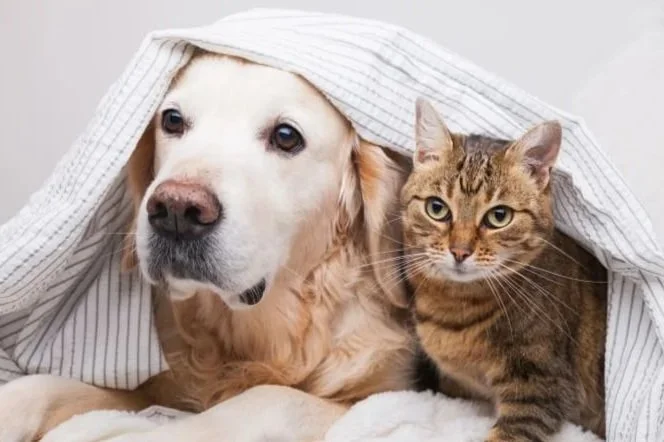 A Labrador and tabby cat lying together beneath a striped blanket