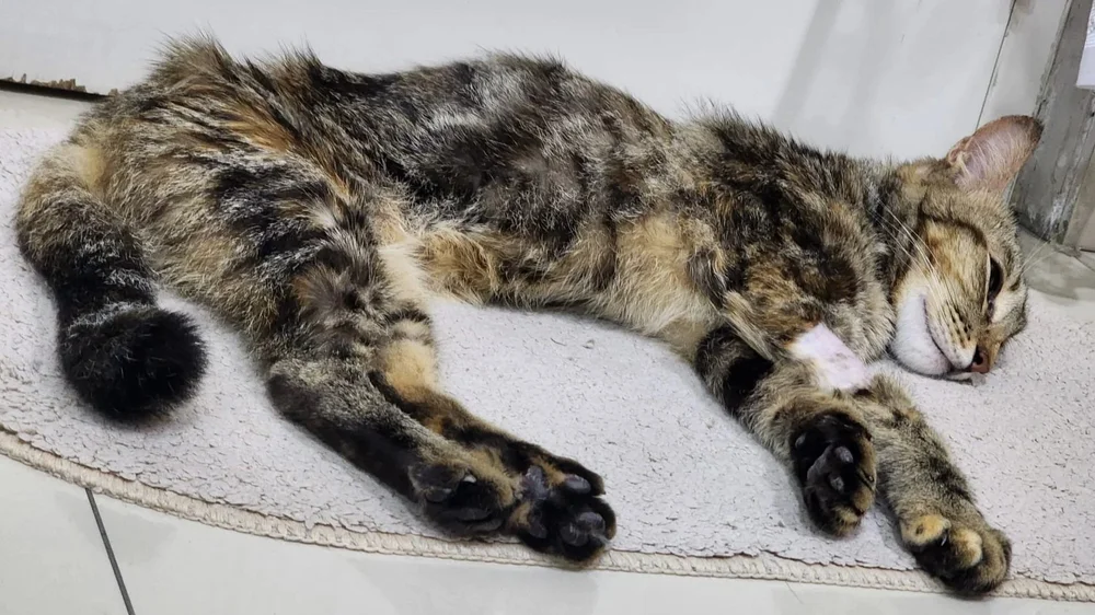 A tabby cat stretched out asleep on a pale rug