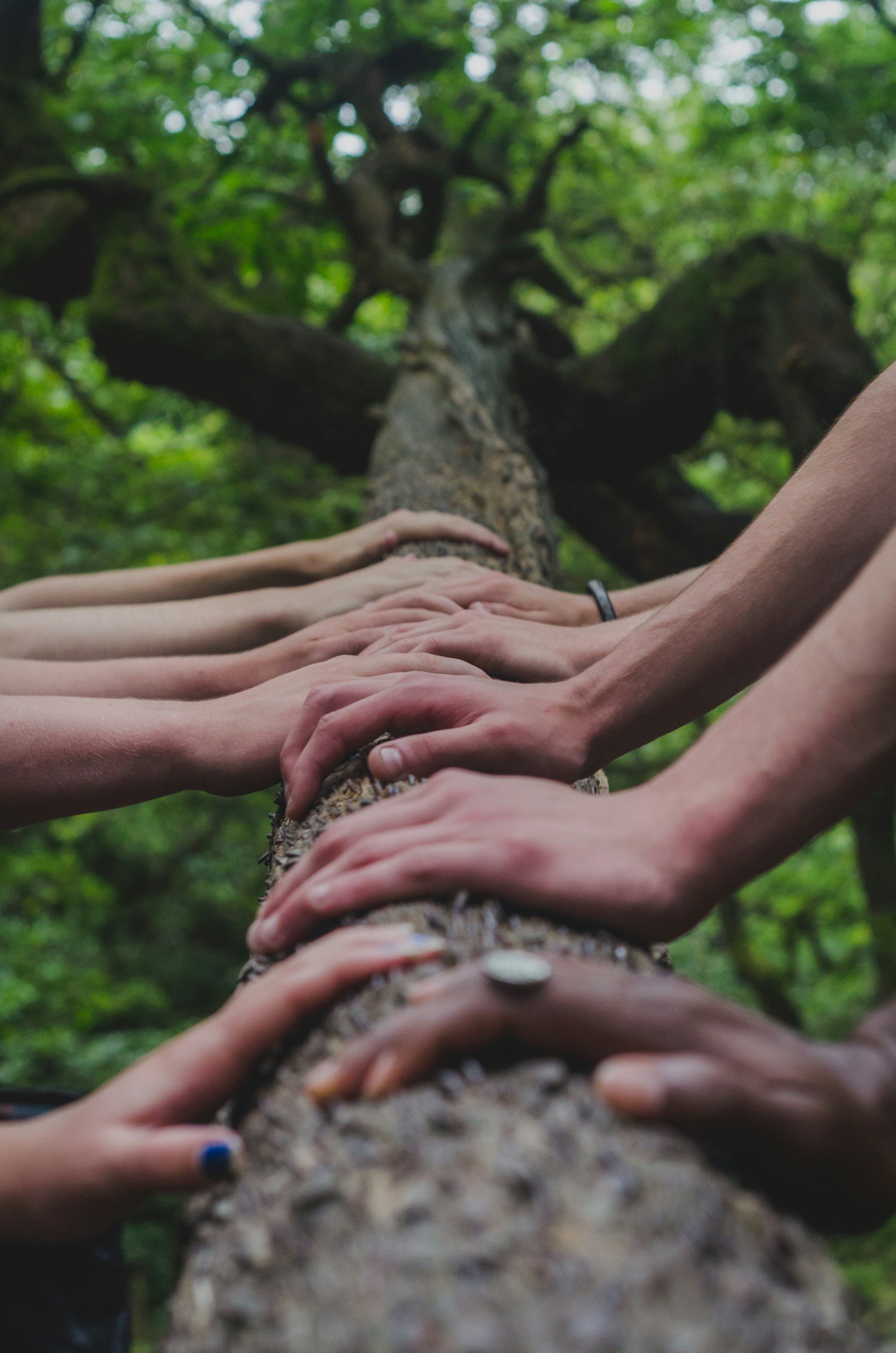 Several people placing their hands together on a tree trunk