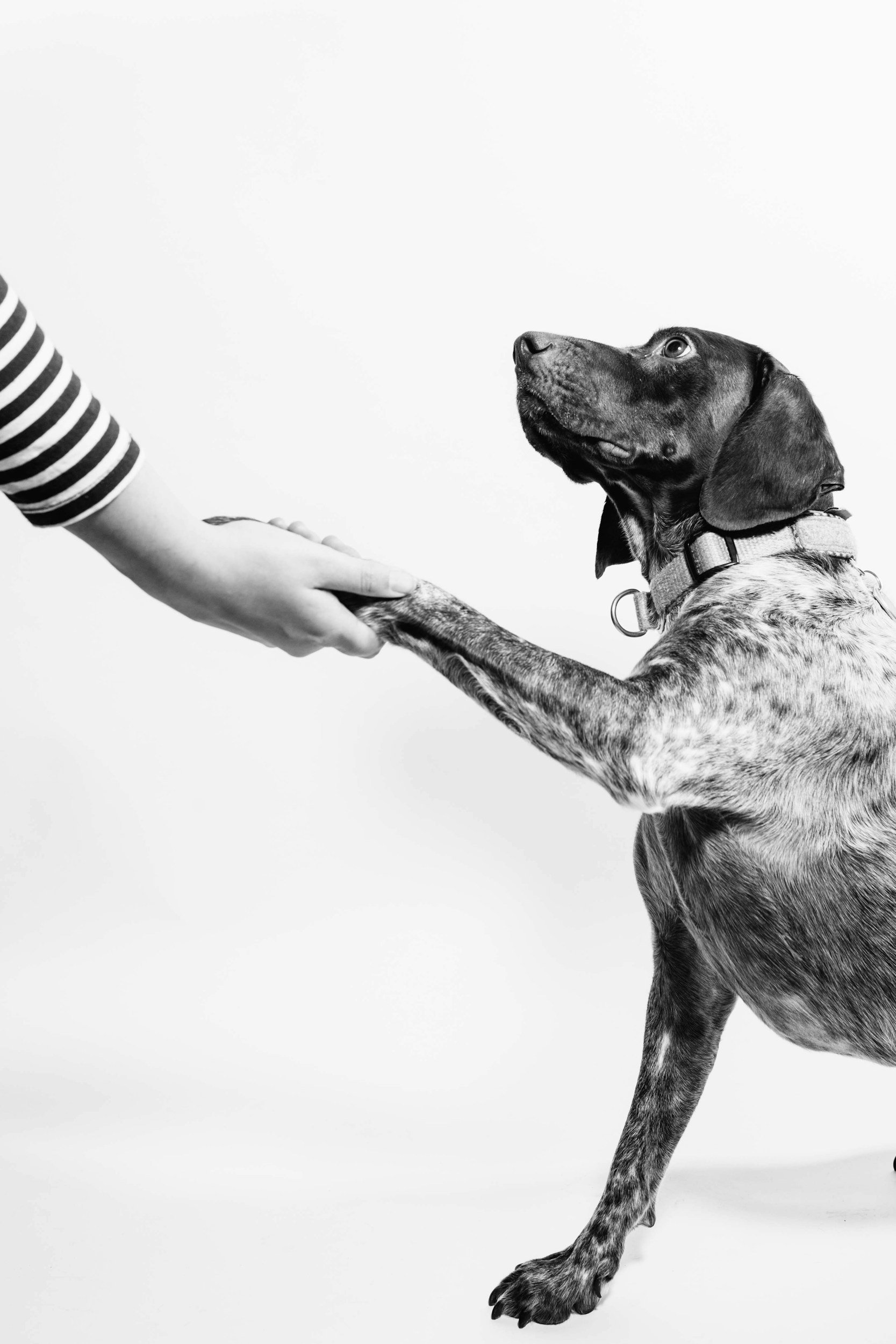 A dog raising a paw to meet an outstretched hand