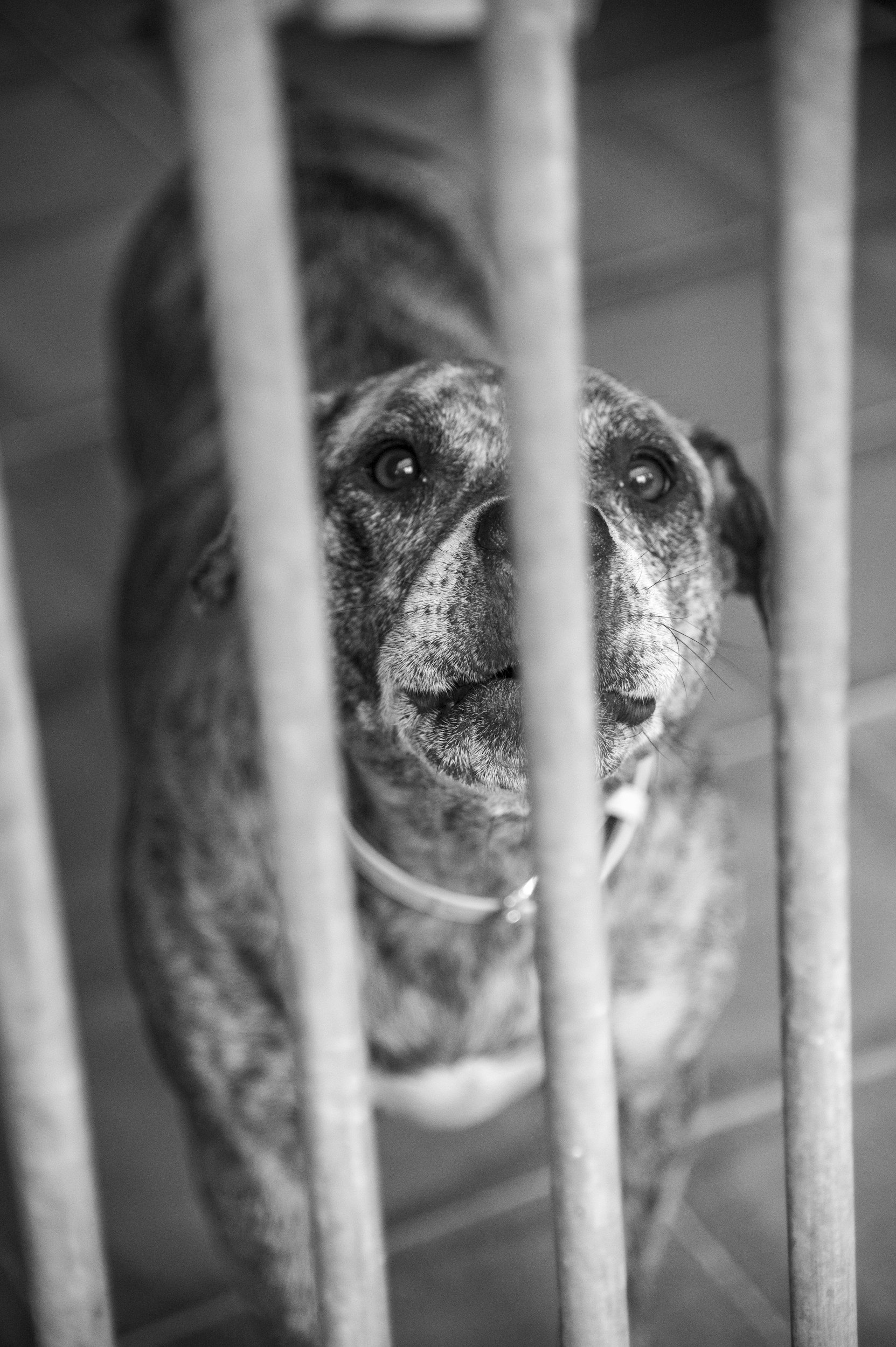 A dog looking through the bars of an enclosure