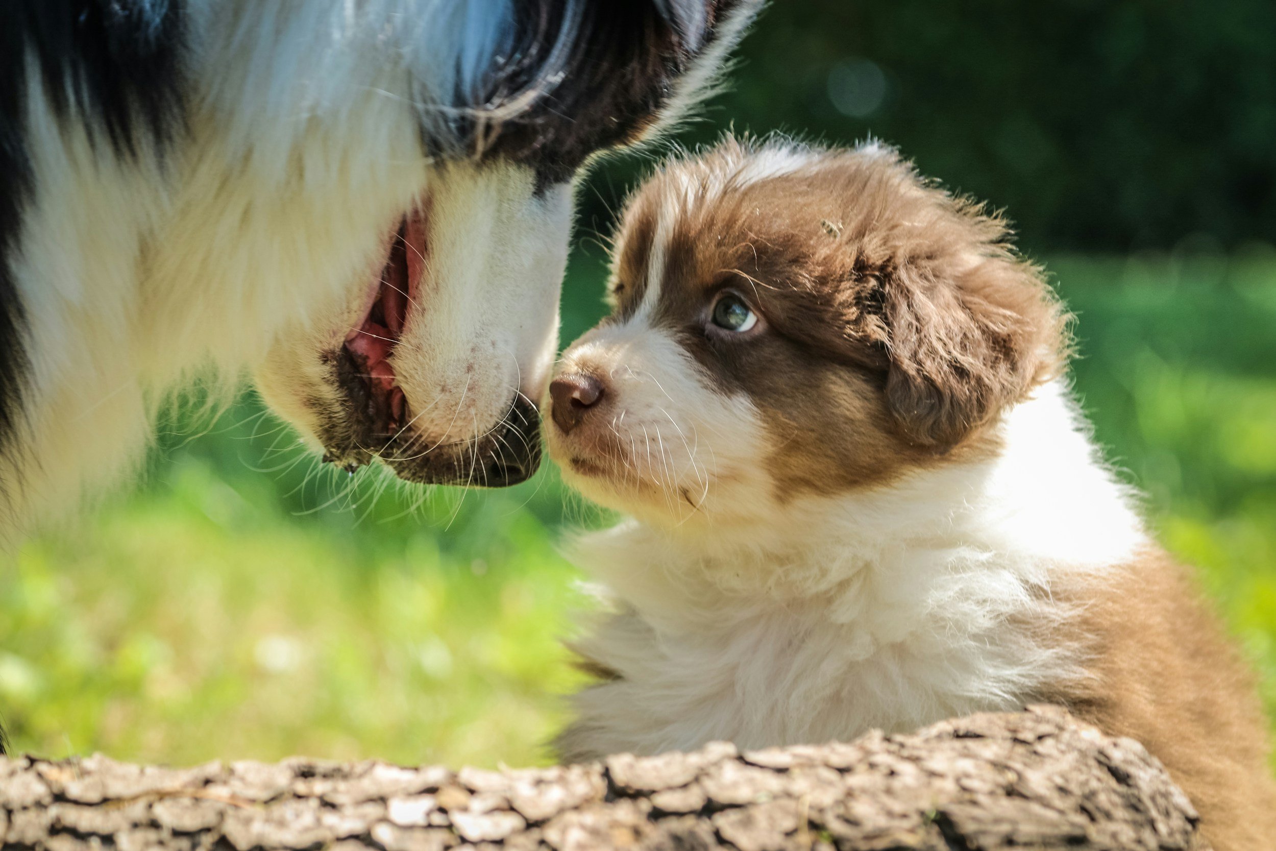 A puppy looking up at an adult dog’s lowered muzzle